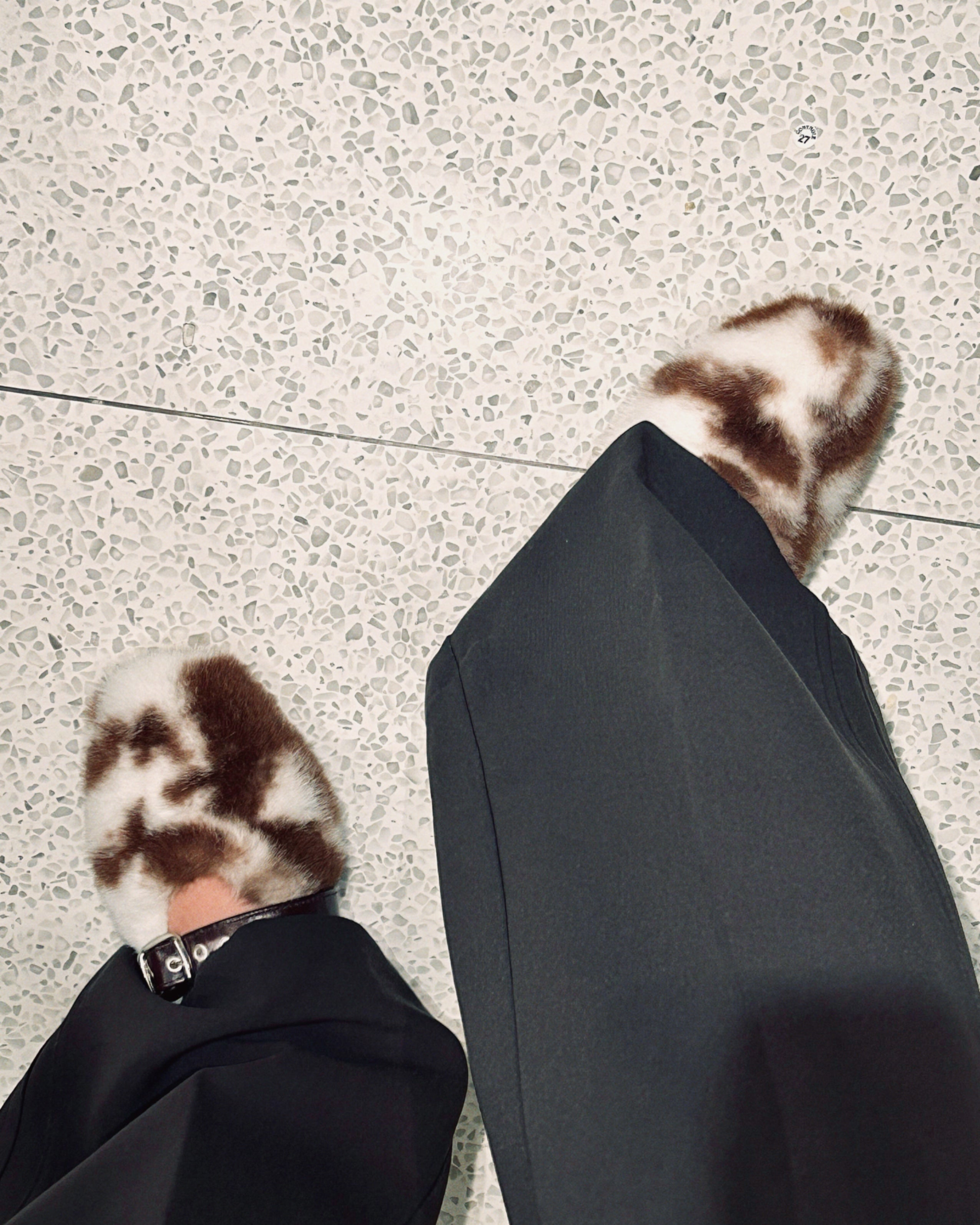Cannoli Cow Flat Brown (Preorder)