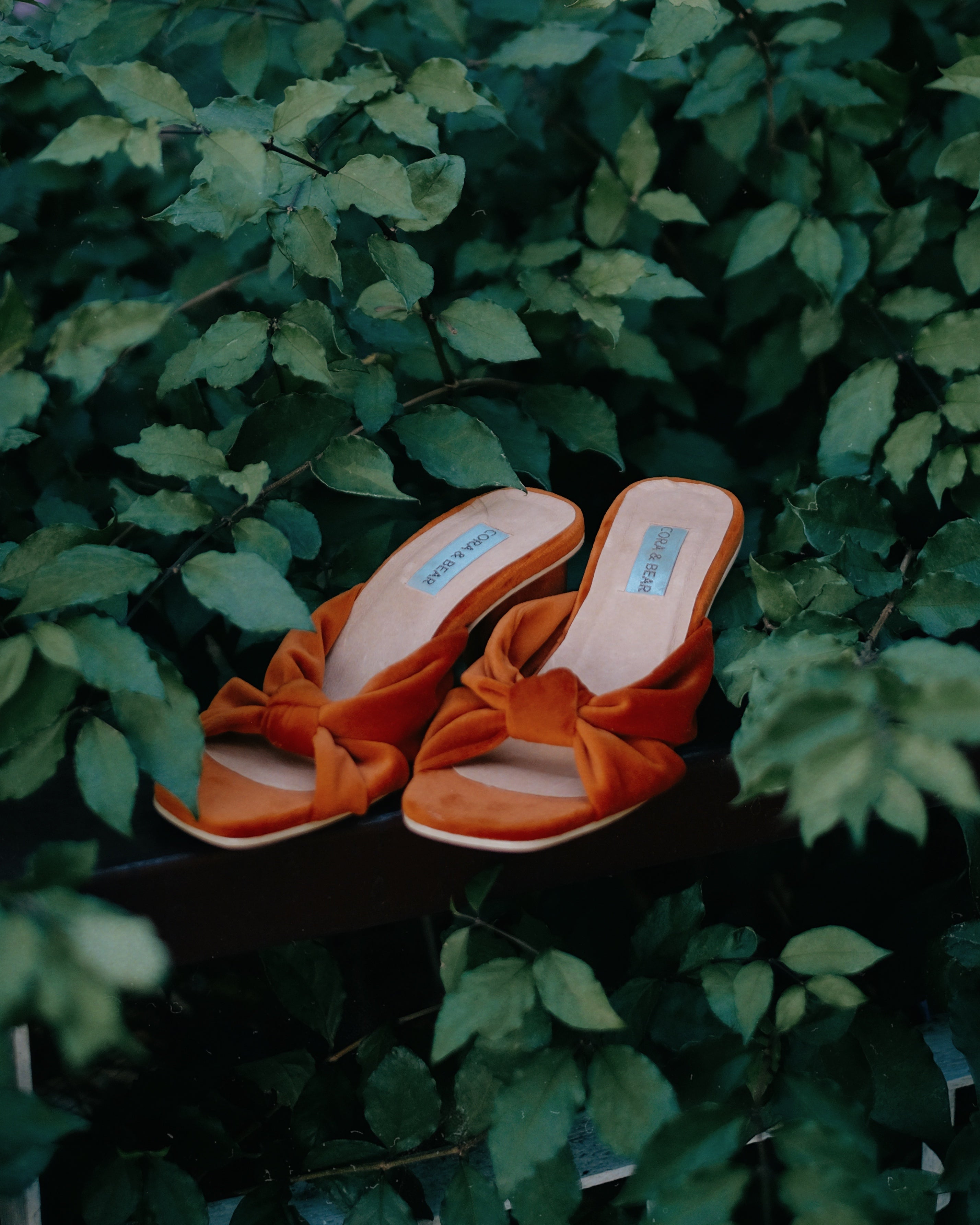 Tango Paprika - Cora and Bear